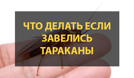 Дезинсекция