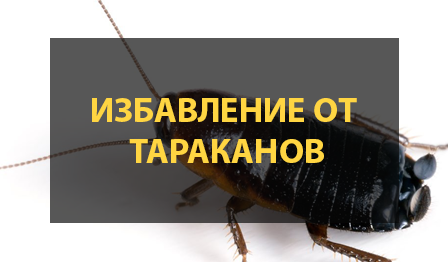 УНИЧТОЖЕНИЕ ТАРАКАНОВ
