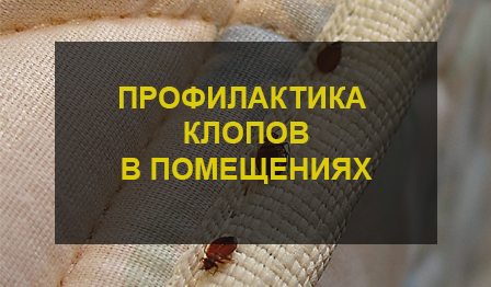 Уничтожение клопов