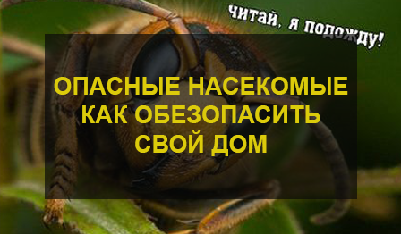 опасные насекомые для человека