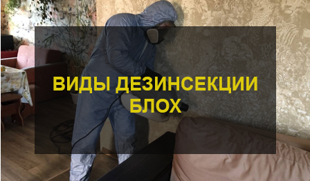Виды дезинсекции блох