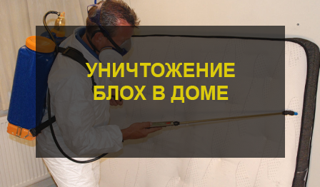 Уничтожение блох в доме