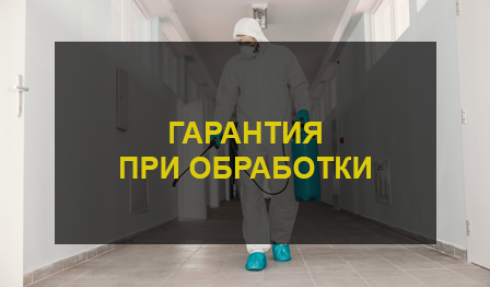 Дезинсекция