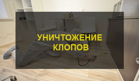 Клопы