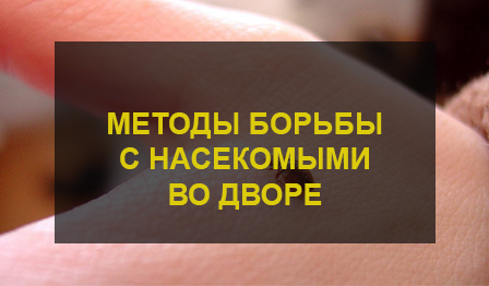 Уничтожение блох во дворе